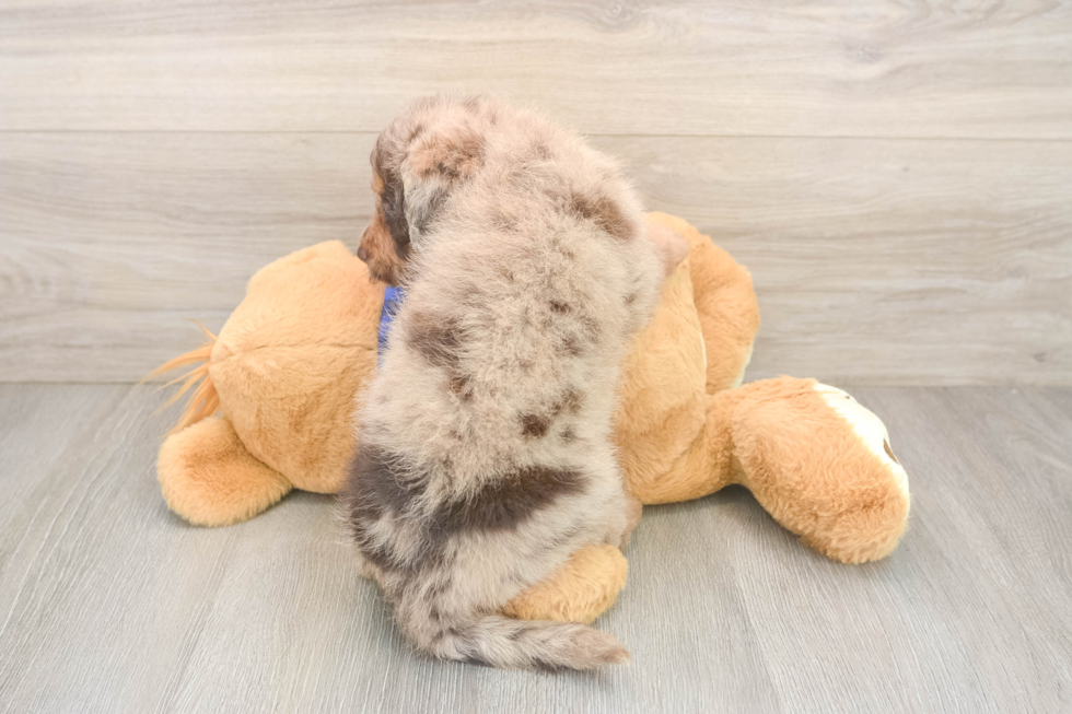 Funny Mini Labradoodle Poodle Mix Pup