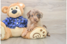 Little Labrapoo Poodle Mix Puppy