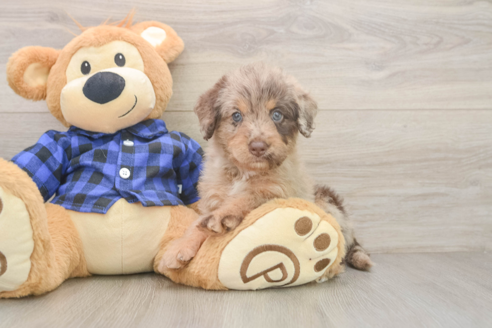 Little Labrapoo Poodle Mix Puppy
