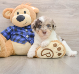 5 week old Mini Labradoodle Puppy For Sale - Premier Pups