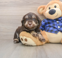 5 week old Mini Labradoodle Puppy For Sale - Premier Pups