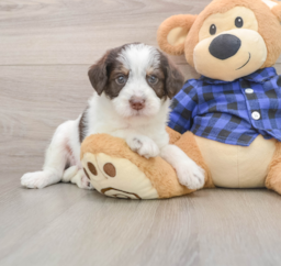 5 week old Mini Labradoodle Puppy For Sale - Premier Pups