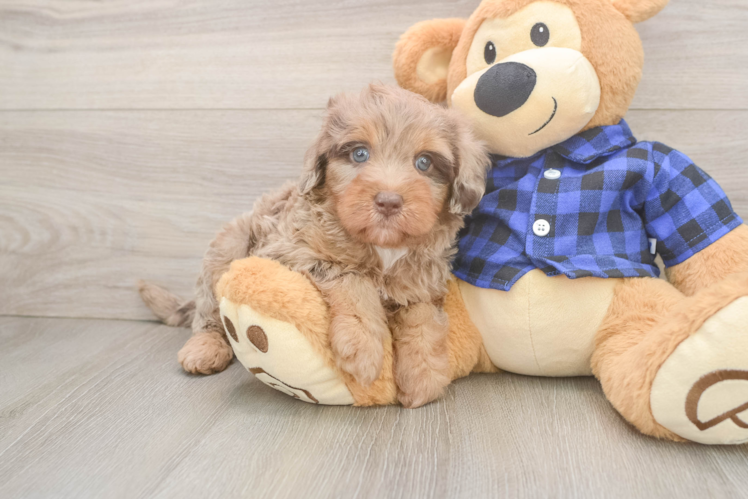 Petite Mini Labradoodle Poodle Mix Pup