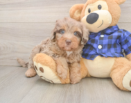 5 week old Mini Labradoodle Puppy For Sale - Premier Pups