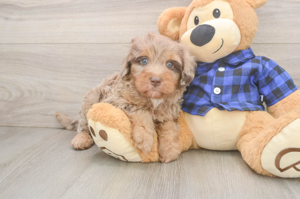 5 week old Mini Labradoodle Puppy For Sale - Premier Pups