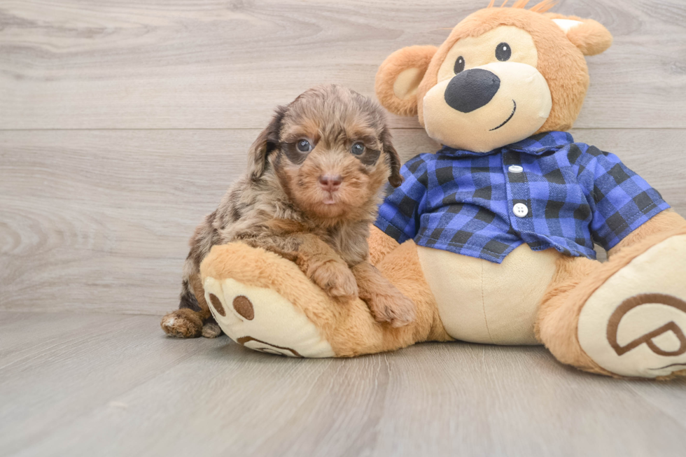 Mini Labradoodle Puppy for Adoption