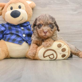 Small Mini Labradoodle Baby