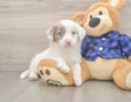 5 week old Mini Labradoodle Puppy For Sale - Premier Pups