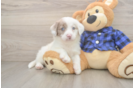 Smart Mini Labradoodle Poodle Mix Pup