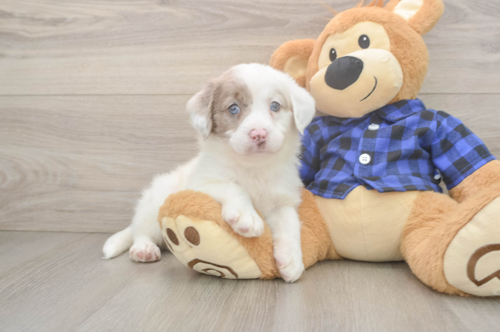 5 week old Mini Labradoodle Puppy For Sale - Premier Pups