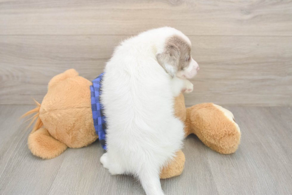 Petite Mini Labradoodle Poodle Mix Pup