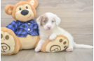 Popular Mini Labradoodle Poodle Mix Pup