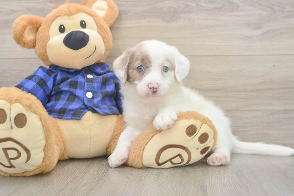 Popular Mini Labradoodle Poodle Mix Pup