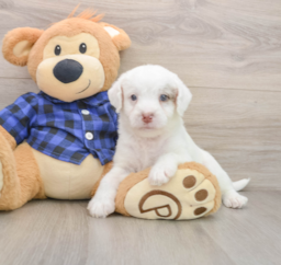5 week old Mini Labradoodle Puppy For Sale - Premier Pups