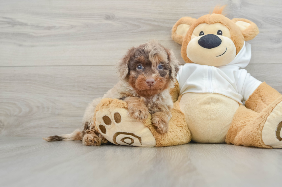 6 week old Mini Labradoodle Puppy For Sale - Premier Pups