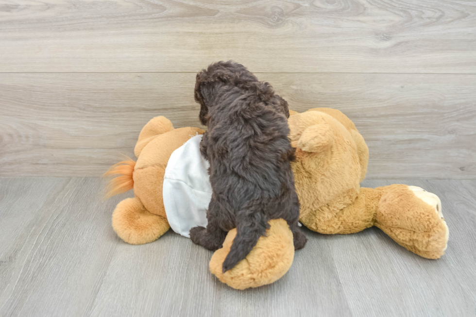 Mini Labradoodle Pup Being Cute