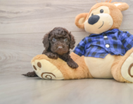 8 week old Mini Labradoodle Puppy For Sale - Premier Pups