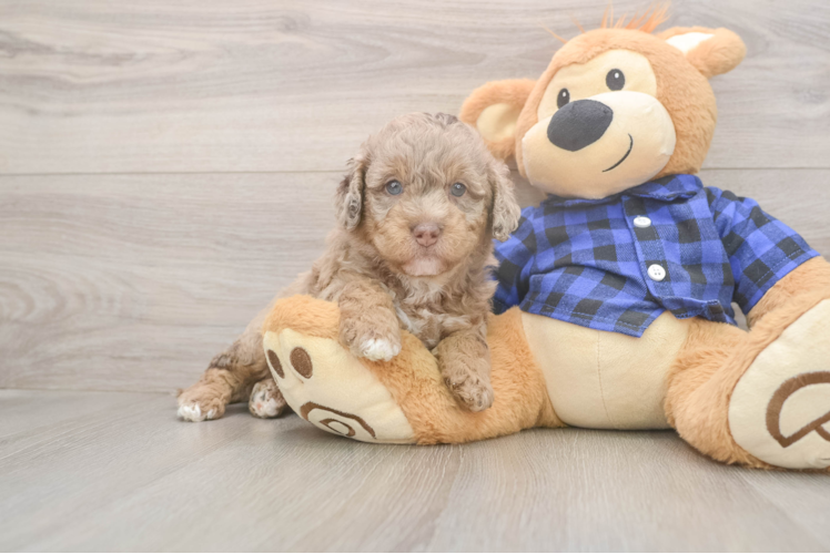 Mini Labradoodle Puppy for Adoption