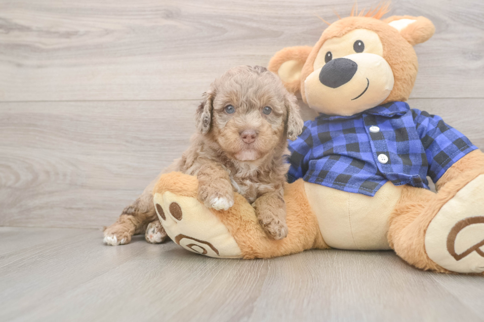 Mini Labradoodle Puppy for Adoption