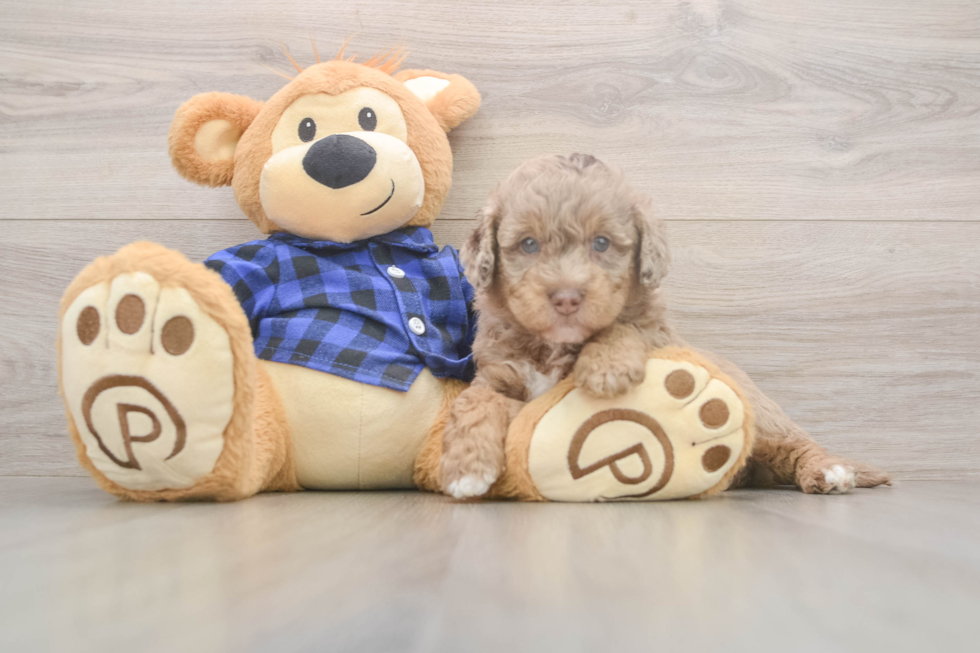 Best Mini Labradoodle Baby