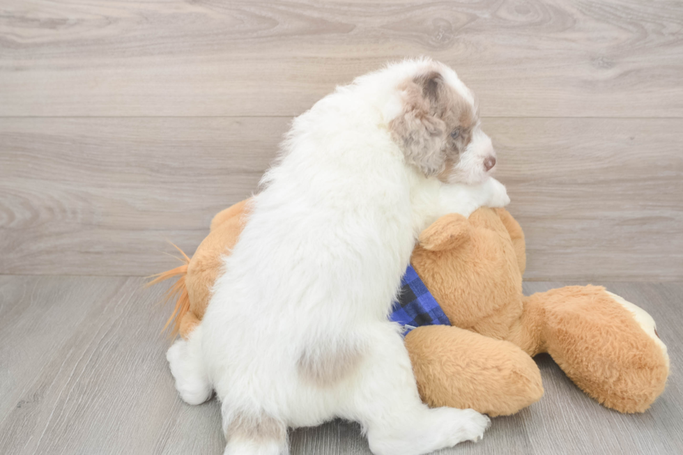 Energetic Labrapoo Poodle Mix Puppy