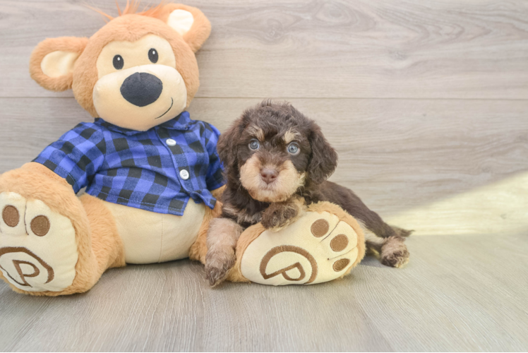 Little Labrapoo Poodle Mix Puppy
