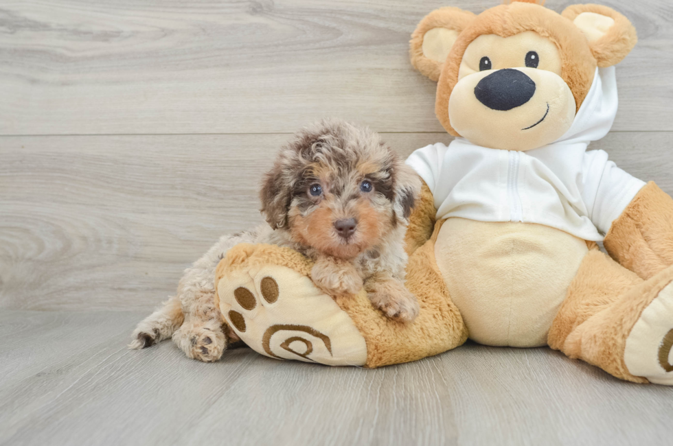 6 week old Mini Labradoodle Puppy For Sale - Premier Pups