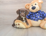 7 week old Mini Labradoodle Puppy For Sale - Premier Pups