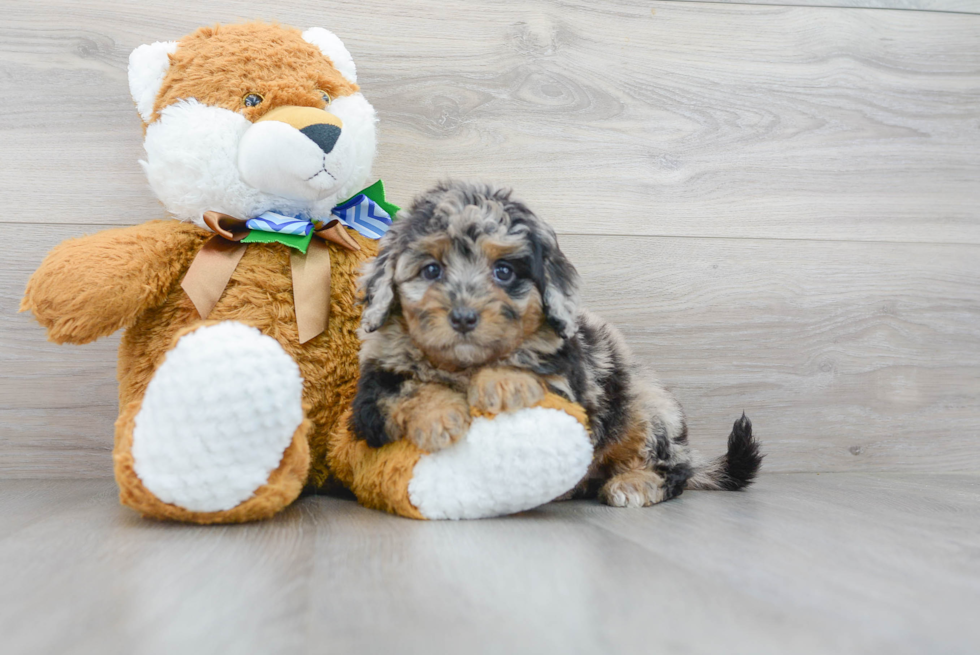 Hypoallergenic Labrador Poodle Mix Puppy