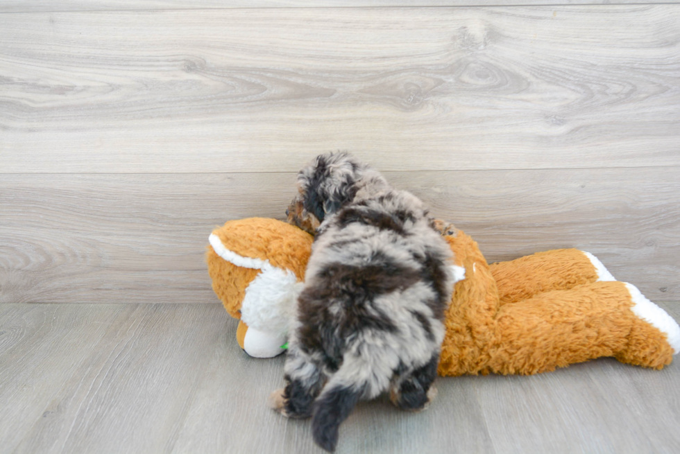 Funny Mini Labradoodle Poodle Mix Pup