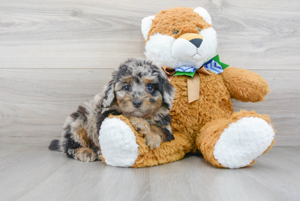 Little Labrador Poodle Mix Puppy