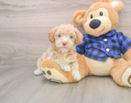 8 week old Mini Labradoodle Puppy For Sale - Premier Pups