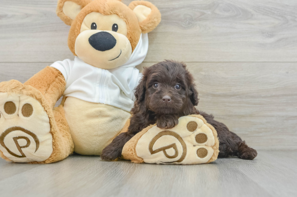 6 week old Mini Labradoodle Puppy For Sale - Premier Pups