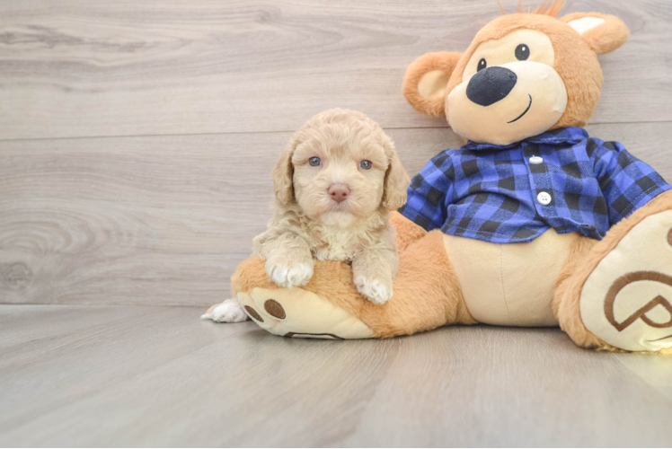Fluffy Mini Labradoodle Poodle Mix Pup