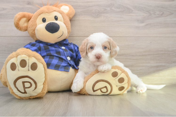 Mini Labradoodle Pup Being Cute