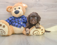 7 week old Mini Labradoodle Puppy For Sale - Premier Pups