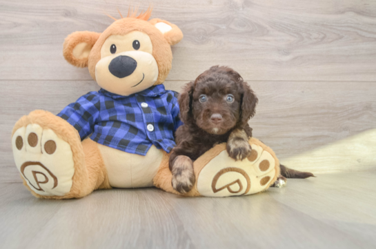 Sweet Mini Labradoodle Baby