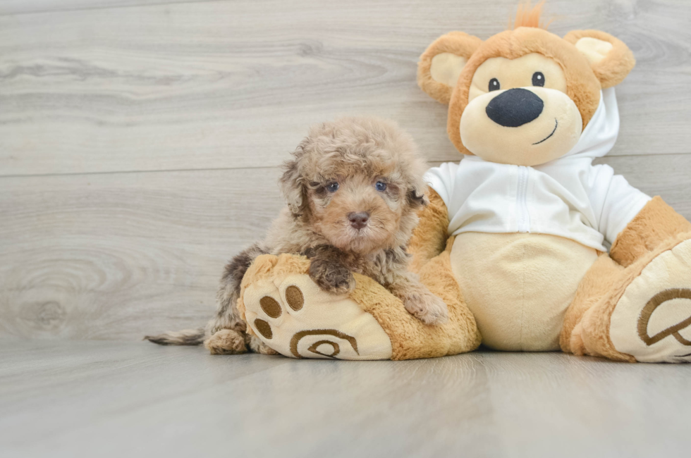 6 week old Mini Labradoodle Puppy For Sale - Premier Pups