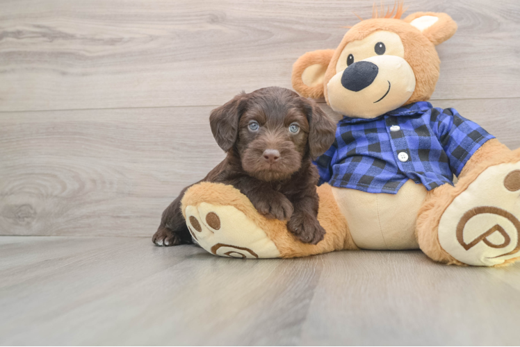 Mini Labradoodle Puppy for Adoption