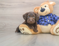 7 week old Mini Labradoodle Puppy For Sale - Premier Pups