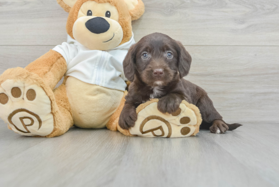 Playful Labrador Poodle Mix Puppy