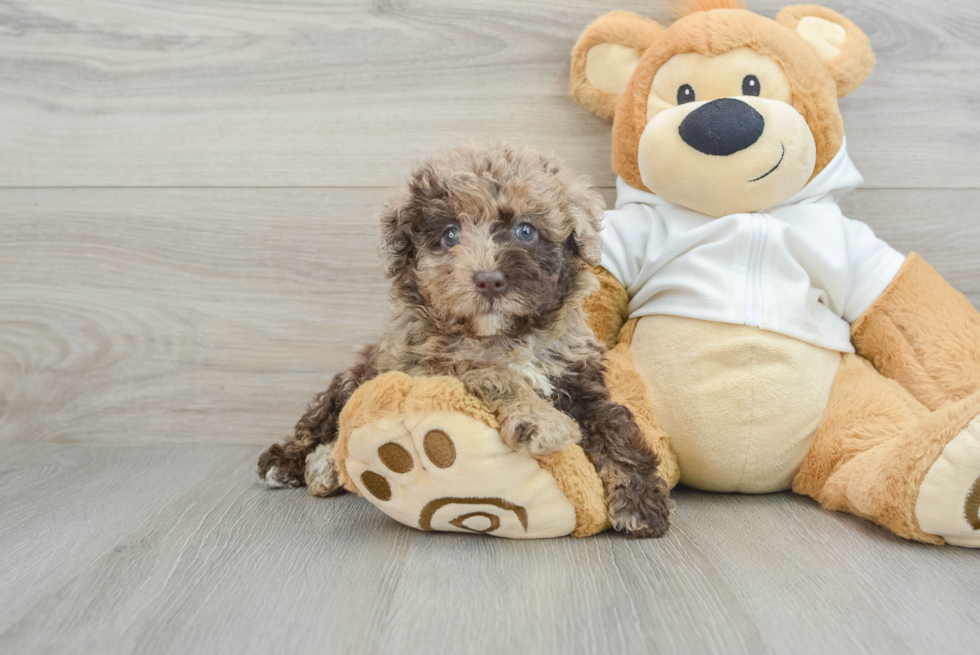 Funny Mini Labradoodle Poodle Mix Pup