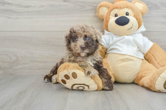 Funny Mini Labradoodle Poodle Mix Pup