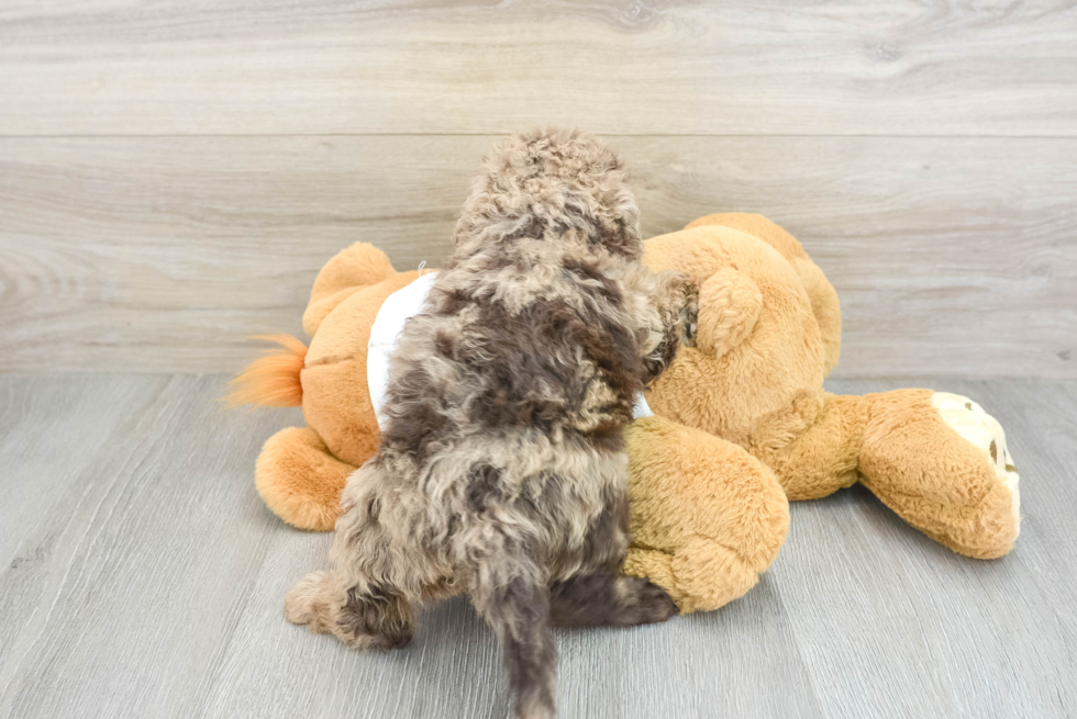 Mini Labradoodle Puppy for Adoption