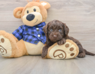 5 week old Mini Labradoodle Puppy For Sale - Premier Pups