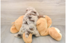 Best Mini Labradoodle Baby