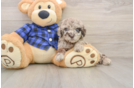 Mini Labradoodle Puppy for Adoption