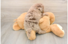 Mini Labradoodle Pup Being Cute
