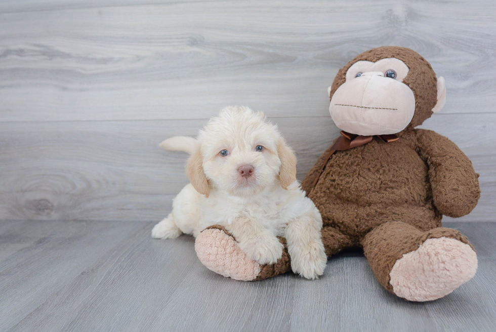 Funny Mini Labradoodle Poodle Mix Pup