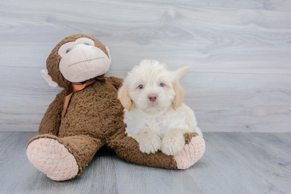 Mini Labradoodle Pup Being Cute